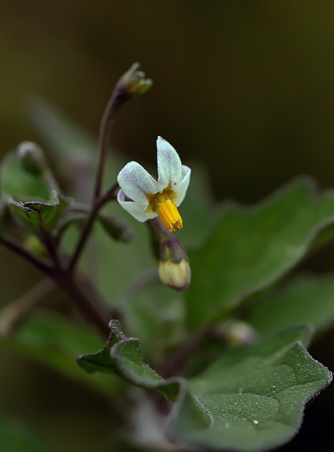 solanum-nigrum-black-nightshade-nattskatta